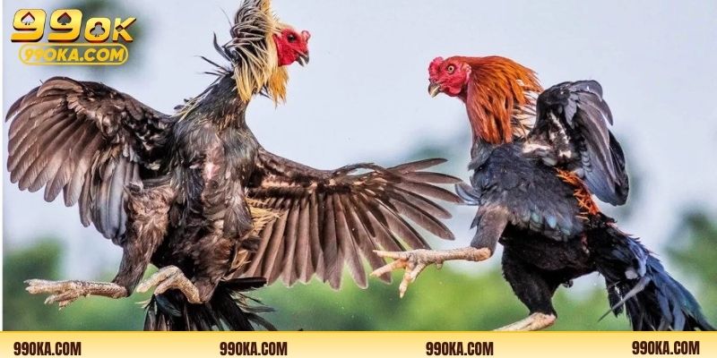 Đá gà Thomo 24h phát sóng các trận đấu liên tục