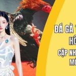 Đá gà trực tuyến hôm nay