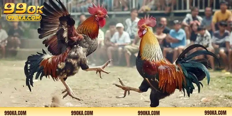 Hình thức cược trong đá gà 99OK trực tuyến
