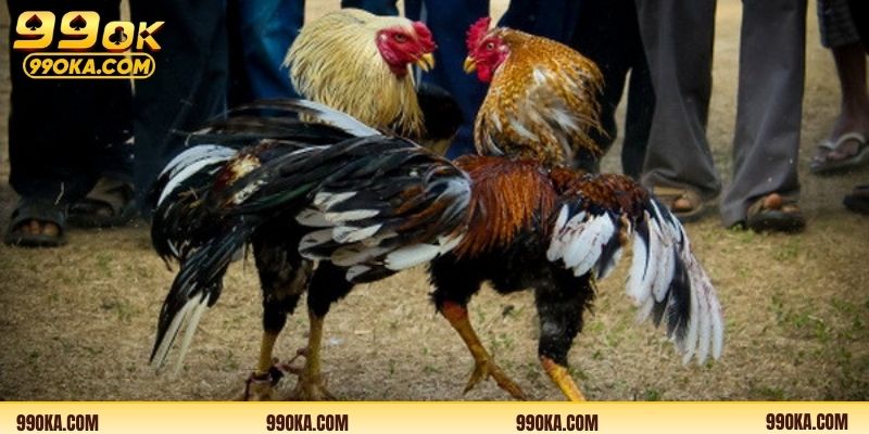 Hướng dẫn cách theo dõi Thomo 24h trực tuyến