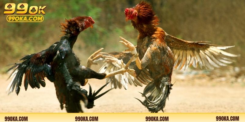 Không khí sôi động tại trường gà đá gà Thomo