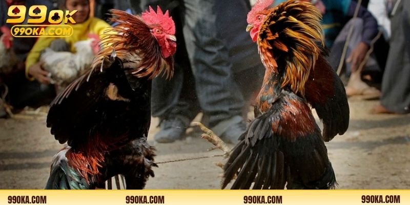 Lợi ích nổi bật khi theo dõi đá gà trực tuyến hiện đại