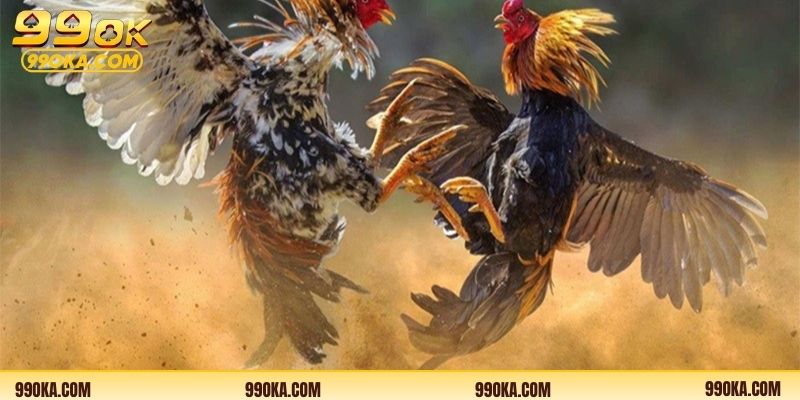 Đá gà trực tuyến hôm nay có những trận nổi bật?Những đá gà trực tuyến hôm nay kịch tính 