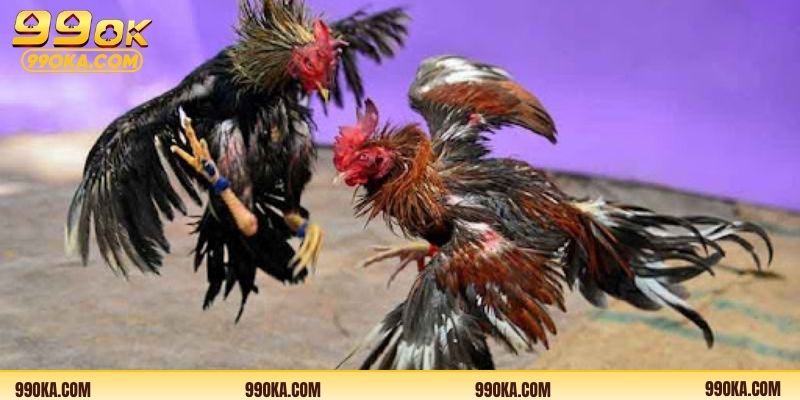 Những trận gà chiến nổi bật với lối đá mạnh mẽ