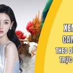 Xem gà đá Campuchia